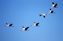 渠县派专人守护鸟道 为过境候鸟保驾护航