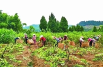 渠县渠江青花椒入选省特色农产品优势产区名单