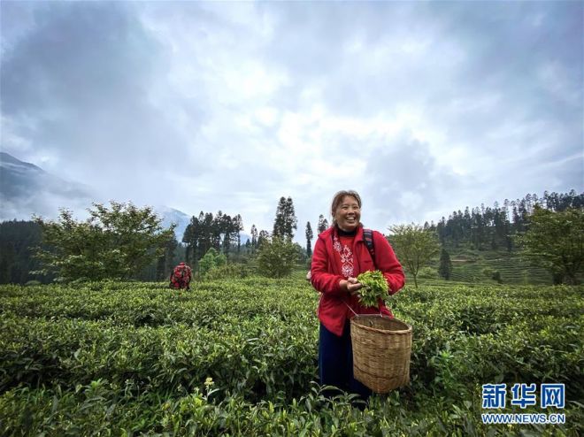 4月20日，在芦山县宝盛乡，采茶工人在采摘茶叶