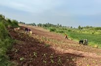 立“稳”抓“丰” 渠县稳步推进小春生产