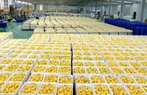 我们的2022 | 特色农产品赋能乡村振兴 撑起县域经济新引擎