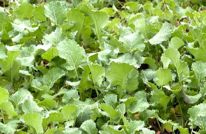 新春走基层 | 人勤兆丰年 油菜基地春管忙