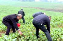 【新春走基层】人勤兆丰年 油菜基地春管忙