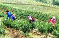 道路+产业 交通赋能增效益