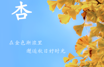 创建天府旅游名县|美出天际！这几个银杏观赏地，藏着渠县“醉美”秋天~