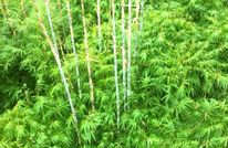 渠县：未来两年竹产业将发展到50万亩