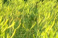 【建设新时代更高水平“天府粮仓”】粮油产业促振兴 特色产业促增收