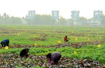 【四化同步 城乡融合 五区共兴】抢晴抢时 及时防治油菜霜霉病