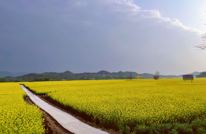 【春暖花开 赏春出游】油菜花开啦~