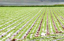 【四化同步 城乡融合 五区共兴】春耕备耕正当时 不负农时不负春