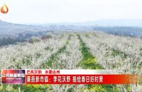 渠县新市镇：李花沃野 描绘春日好时景