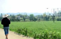 渠县全力护航小春生产