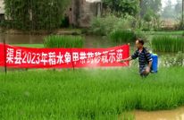 渠县: 及时防控稻水象甲 确保水稻生产安全