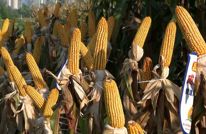 藏粮于技 “解锁”我县玉米丰收密码 早播精管提单产（一）