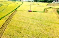 【建设新时代更高水平“天府粮仓”】“五良”并举 筑牢丰收基础