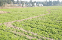 【城乡融合发展渠县实践】渠县：药田飘香采收忙 群众增收有“良方”