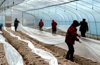 渠县：小小羊肚菌 强村又富民