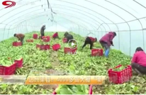 渠县：4000多亩大棚“渠小青”抢鲜上市