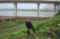 弥足珍贵的“菜园地”