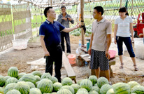 宝城镇领导为种植户推销西瓜