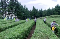 渠县秀岭春天：茶旅融合奏响乡村振兴新乐章