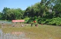 “万合鑫”青年志愿者田间地头节日别样过