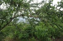 渠县合力镇多举措为蜂糖李产业把脉支招