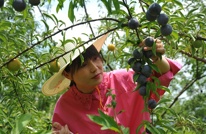 渠县合力镇：金果果助农 凤凰李开摘