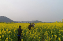 产业重建呈靓点 油菜花香春满园