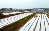 渠县：集中旱育秧 省时省力又高效