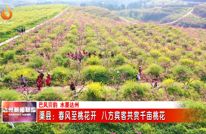 渠县：春风至桃花开 八方宾客共赏千亩桃花