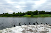 成群鸬鹚“做客”渠江