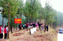 达州渠县：植树造绿 不负春光