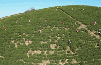 春茶吐新绿 采摘正当时