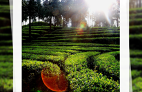 创建天府旅游名县|人间四月天，都藏在一杯春茶里