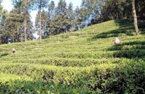 【以七干之功 扬争先之志】以“茶”为媒 做深农旅融合发展