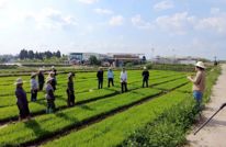 渠县：推广水稻带药移栽 严控病虫危害