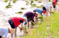 折袖挽裤齐“闹”春耕 弯腰插秧共“叙”农时