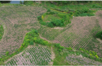 药香满山村——渠县大力推动中药材产业高质量发展