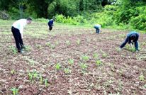 渠县：发挥政协工委作用 助力春耕生产