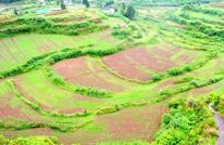 渠县：整治撂荒地 耕地面积连续三年净增加