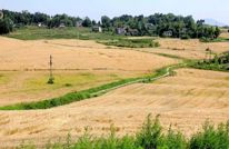 渠县：播良种用良法 晚播小麦获丰收