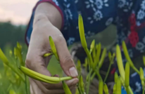 渠县非遗|渠县黄花：“赏+食+医”的三栖花