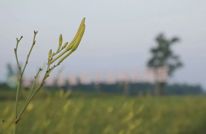 渠县：爽脆凉拌黄花菜 为夏日增添清凉