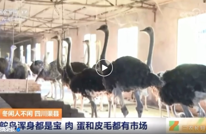 央视关注渠县 | 鸵鸟浑身都是宝 肉、蛋和皮毛都有市场