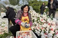 硕果累累！渠县800余亩耙耙柑喜迎丰收~