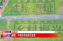 【春满达州】渠县：千亩彩色油菜花绽放