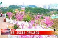 渠县：红梅遇到塔 芬芳与古韵交融