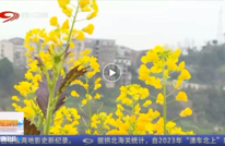 四川卫视关注渠县 | 千亩彩色油菜花绽放 感受美好春日