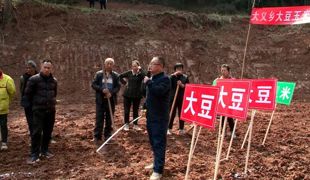 渠县：农技下乡助力  推进玉米大豆带状复合种植